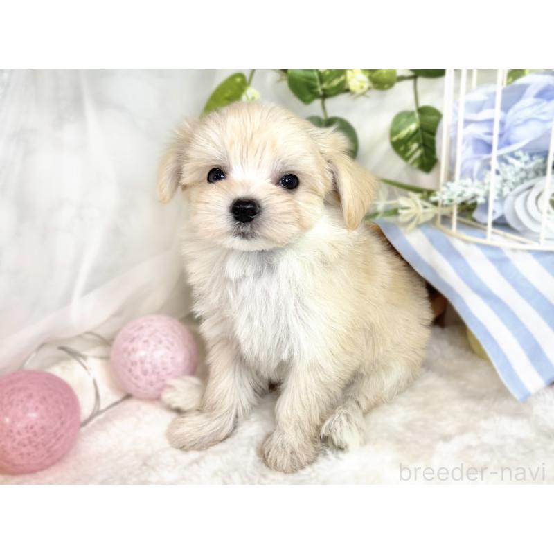 成約済の滋賀県のチワマル:チワワ×マルチーズ-410367の2枚目